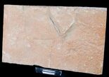 Rare Fossil Reptile Skin Impression - Green River Formation #12263-3
